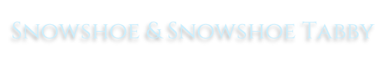 Snowshoe & Snowshoe Tabby