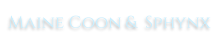 Maine Coon &  Sphynx