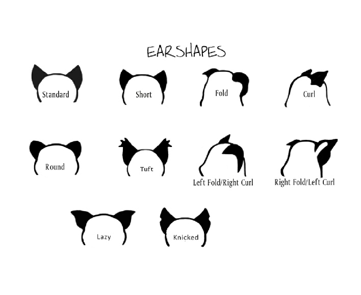 Ears